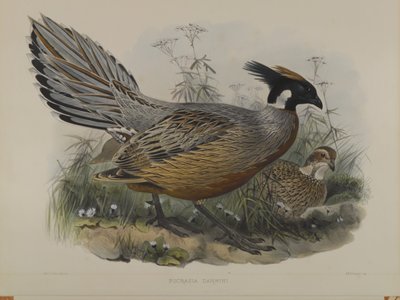 Pucrasia Darwini by John Gould